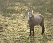 15th Jan 2014 - Pony pasture