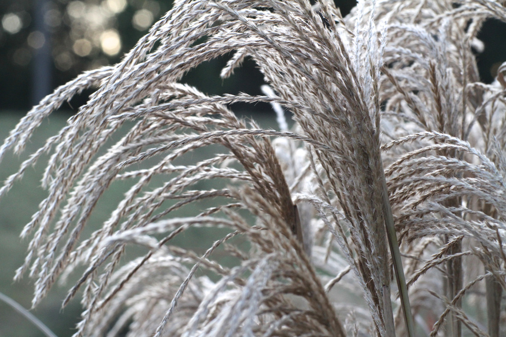 Ornamental Grass by whiteswan