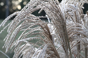 15th Jan 2014 - Ornamental Grass