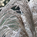 Ornamental Grass by whiteswan