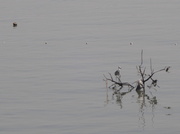 17th Jan 2014 - An island of driftwood in the sea...