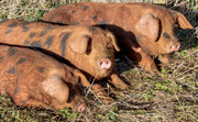 16th Jan 2014 - three little pigs