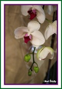 14th Jan 2014 - Orchid