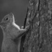 Squirrel by bizziebeeme