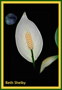 15th Jan 2014 - Peace Lily