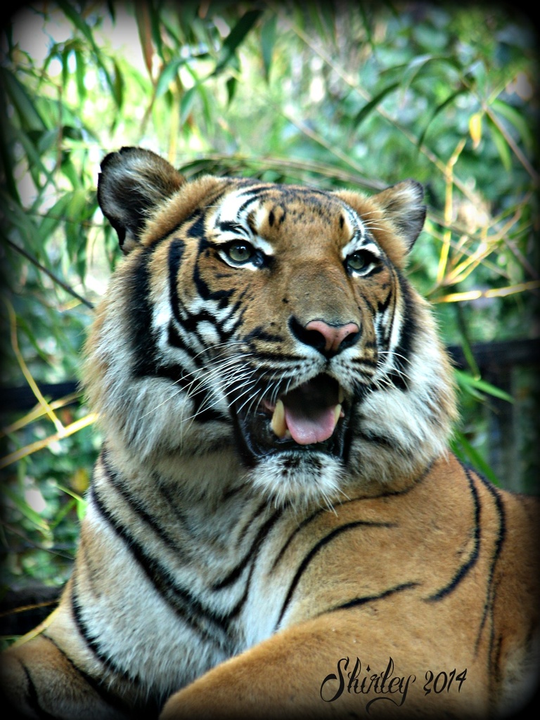 tiger by mjmaven