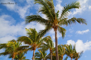 16th Jan 2014 - Palm trees