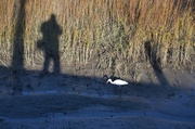 16th Jan 2014 - Shadow self-portrait and white ibis