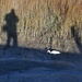 Shadow self-portrait and white ibis by congaree
