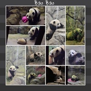 16th Jan 2014 - Baby Panda Awakes