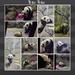 Baby Panda Awakes by lesip