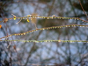 14th Jan 2014 - Water drops