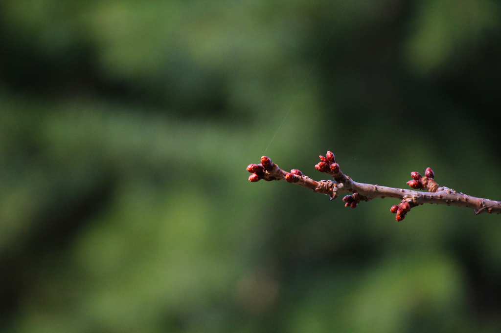 Spring Buds by nanderson