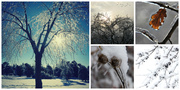 16th Jan 2014 - Frozen Collage