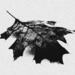 Oak Leaves Will Fall All Winter by juliedduncan