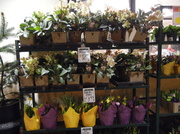 15th Jan 2014 - Flowers for Sale