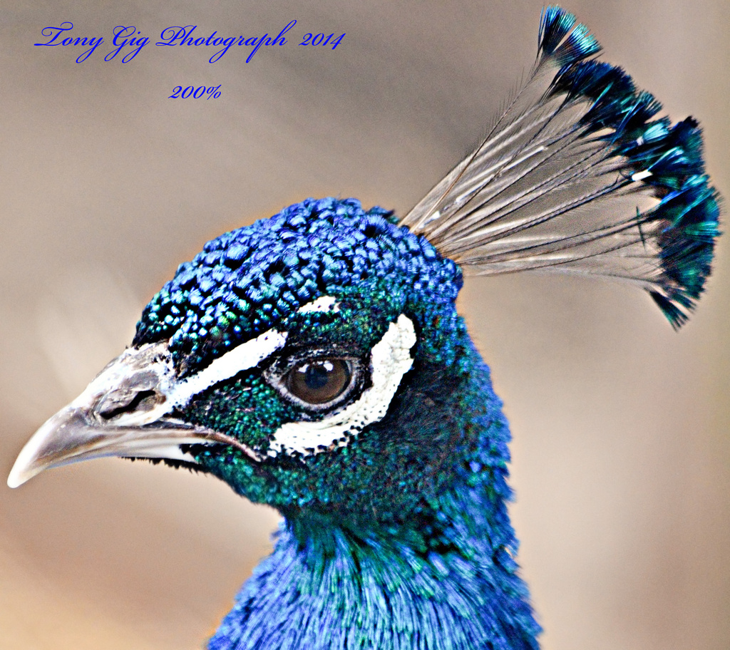 Peacock 200% by tonygig