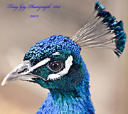 17th Jan 2014 - Peacock 200%