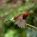 17th January 2014 - Robin flying by pamknowler