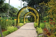 16th Jan 2014 - Orchid gardens
