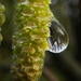 Catkin After Rain by fishers