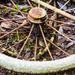 Pram wheel - 17-01 by barrowlane
