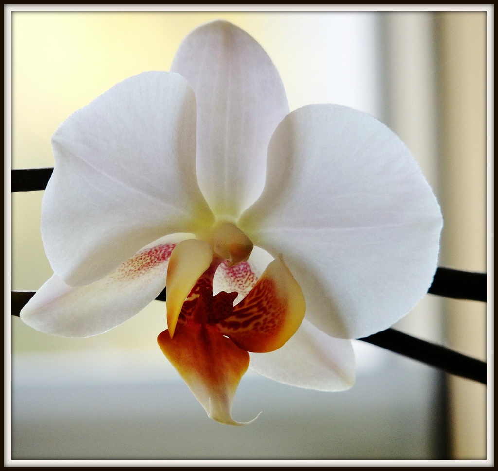 The orchid is still flowering by rosiekind