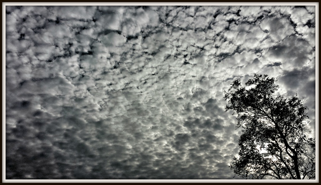 A Carp sky by danette