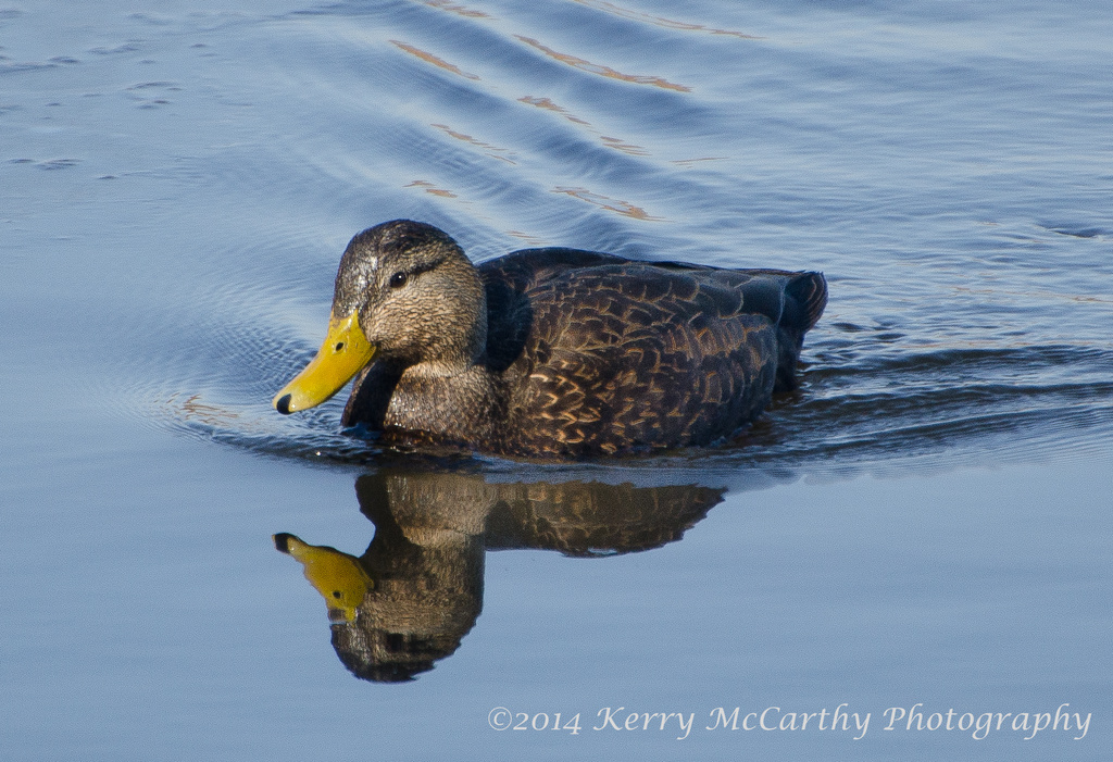 Paddling Duck by mccarth1