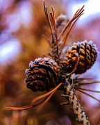 17th Jan 2014 - Day 17:  Frost on Pine Cones