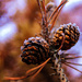 Day 17:  Frost on Pine Cones by sheilalorson