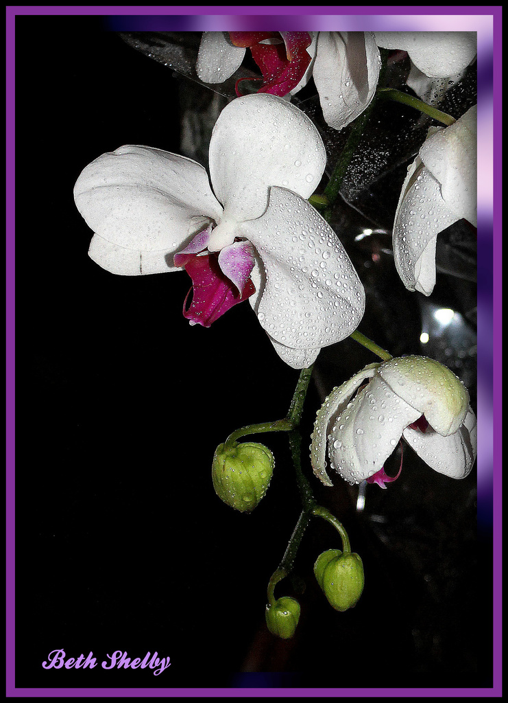 Another Orchid View by vernabeth
