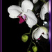 Another Orchid View by vernabeth