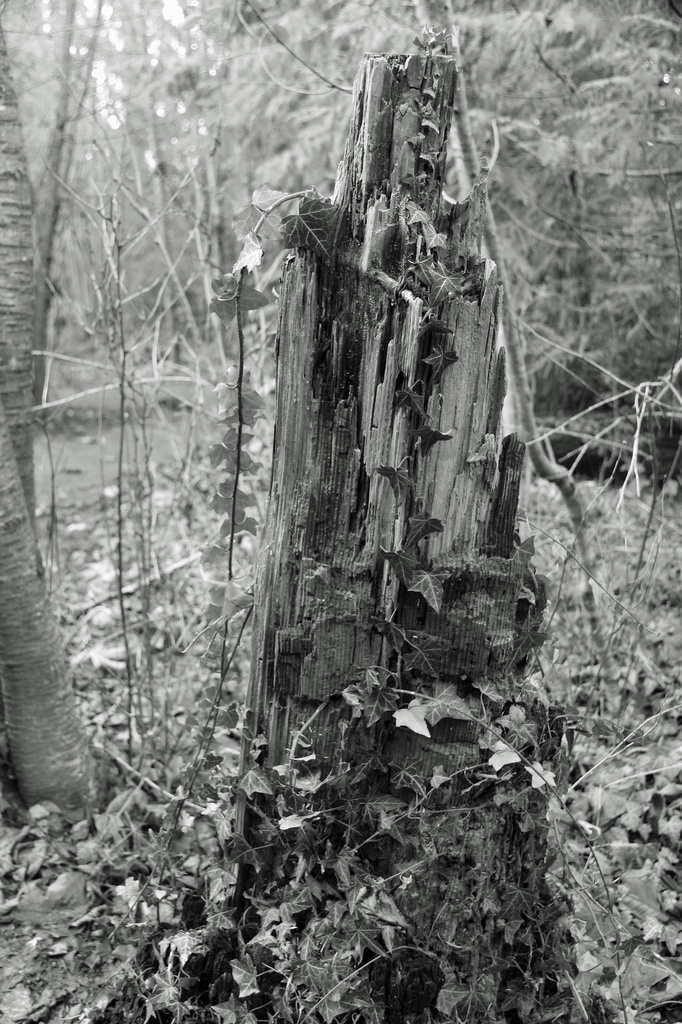 tree stump by hjbenson