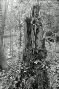 16th Jan 2014 - tree stump