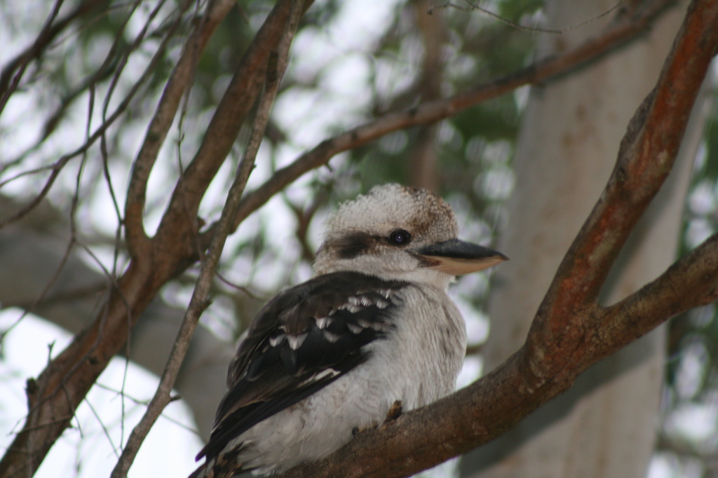 18 - kookaburra after rain by cruiser