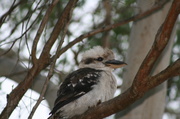 18th Jan 2014 - 18 - kookaburra after rain