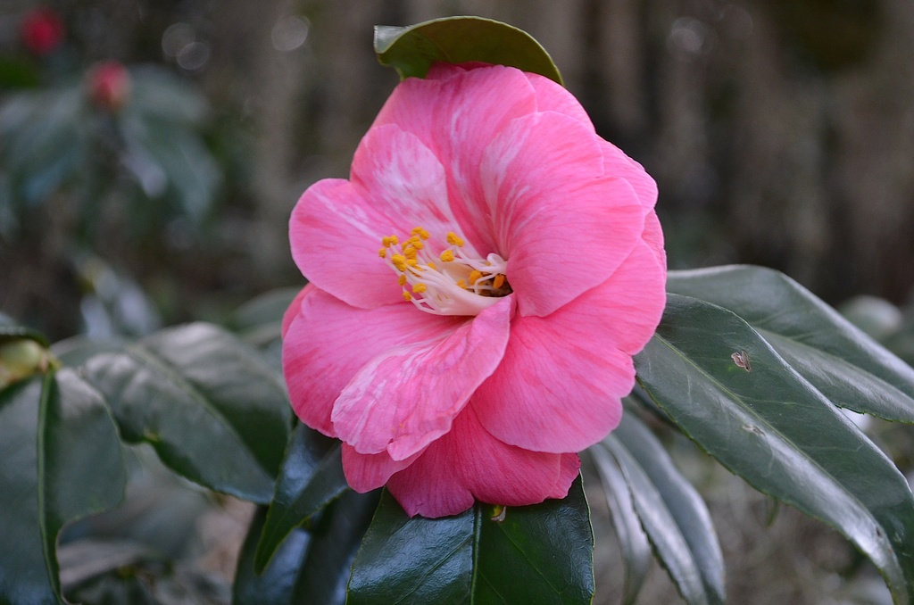 Camellia by congaree