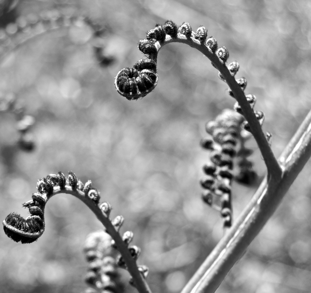 Tree fern koru by brigette