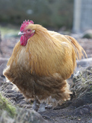 18th Jan 2014 - Farmyard chicken