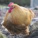 Farmyard chicken by jamibann