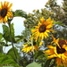 Crazy Sunflower  by kiwinanna