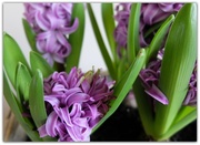 18th Jan 2014 - hyacinths: purple sensation