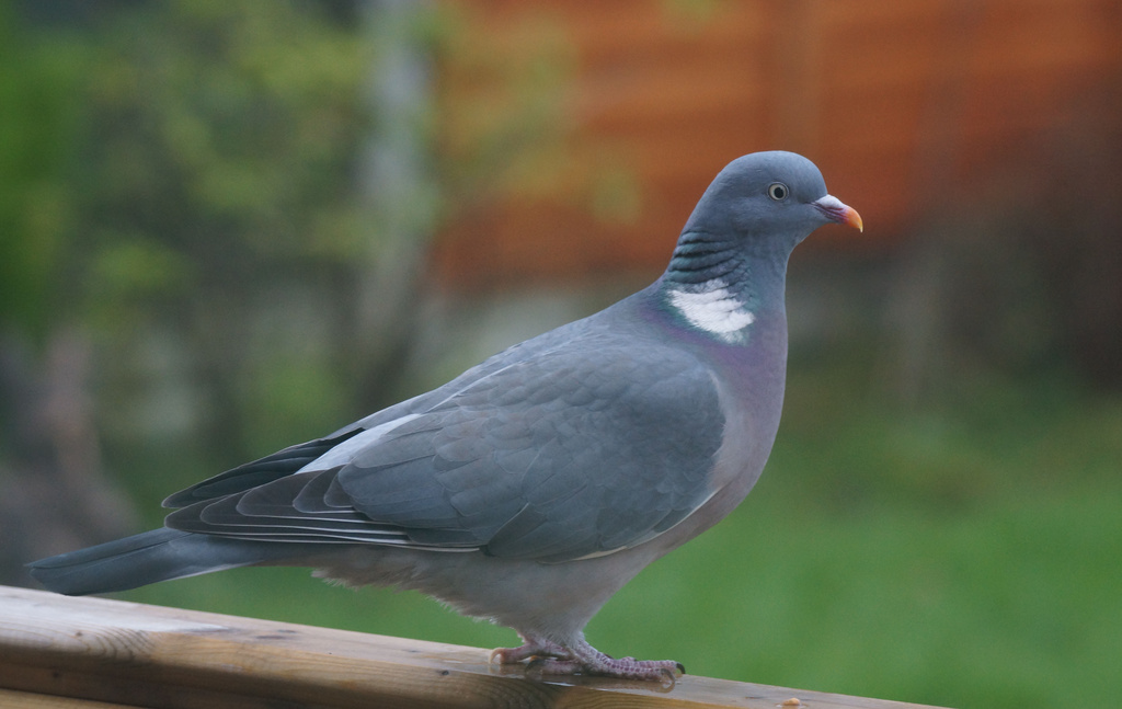Woodpigeon by pcoulson