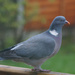 Woodpigeon by pcoulson