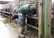 18th Jan 2014 - Injecting calves - 18-01