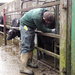 Injecting calves - 18-01 by barrowlane