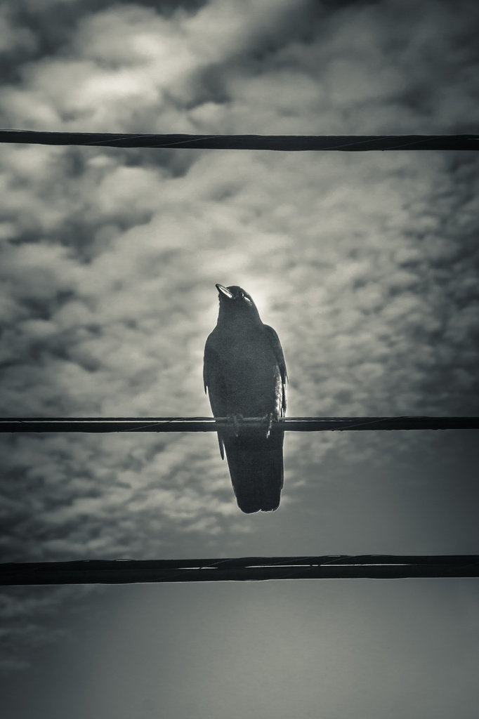 Bird on a wire. by jgoldrup
