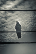 18th Jan 2014 - Bird on a wire.