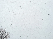 17th Jan 2014 - Fat snowflakes falling.....Noooo!